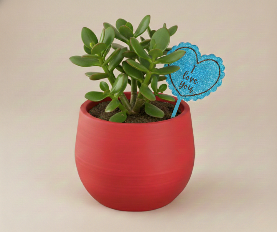 Custom Valentine's Day Plant