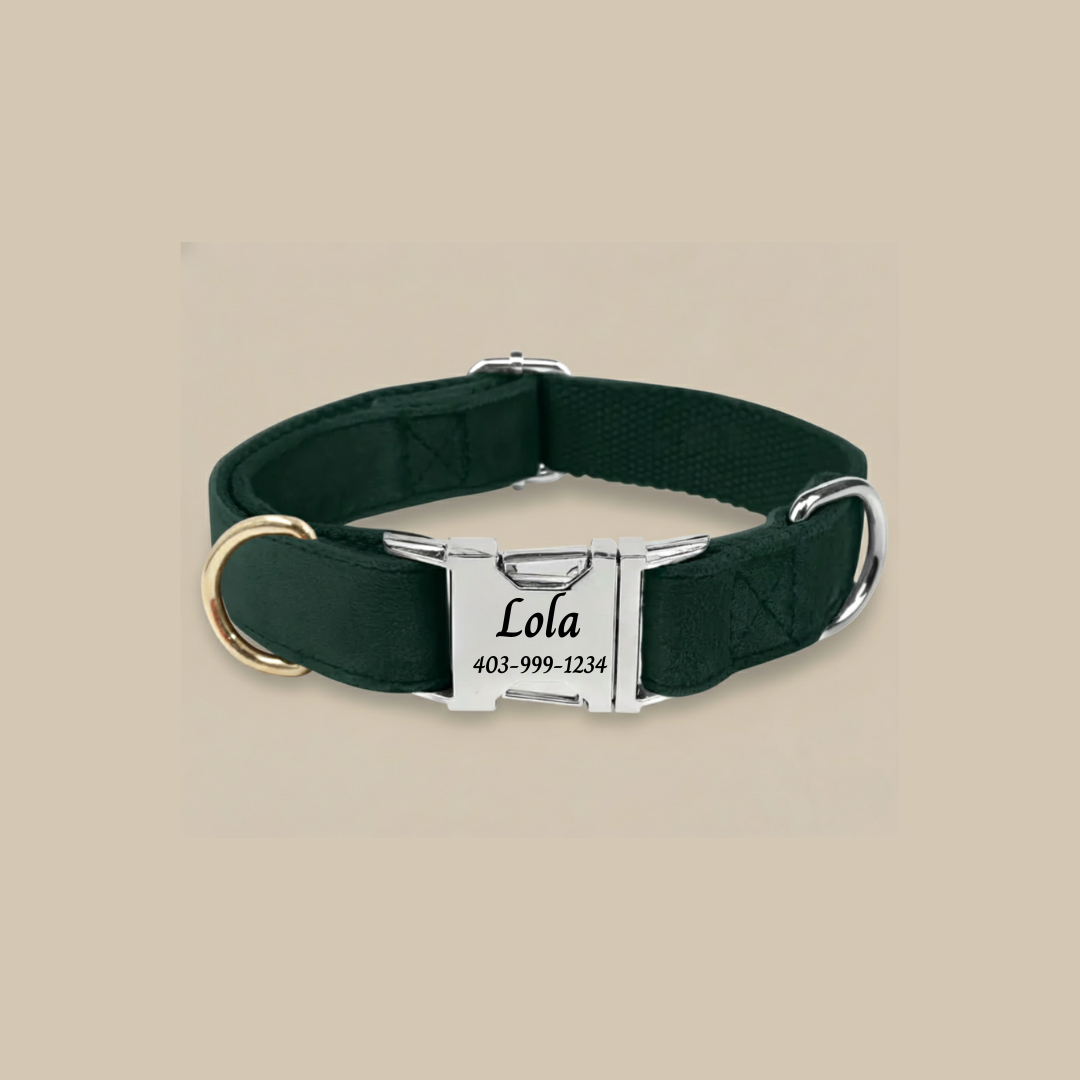 Custom Engraved Dog Collar