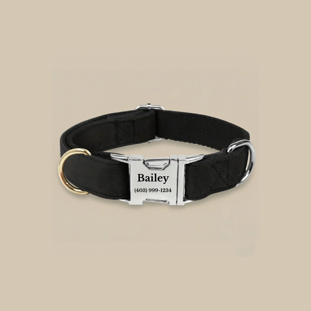 Custom Engraved Dog Collar