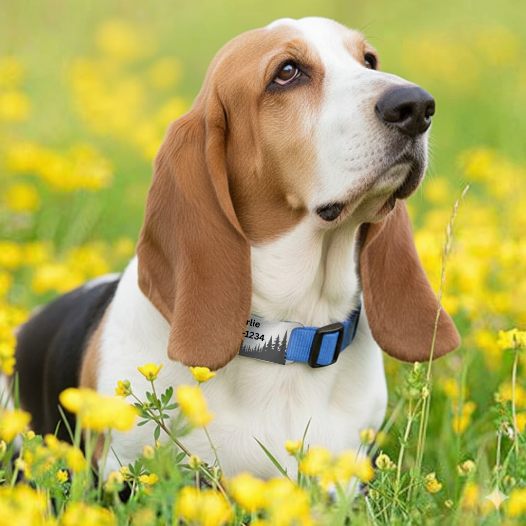 Custom Engraved Slide-On Dog Tag