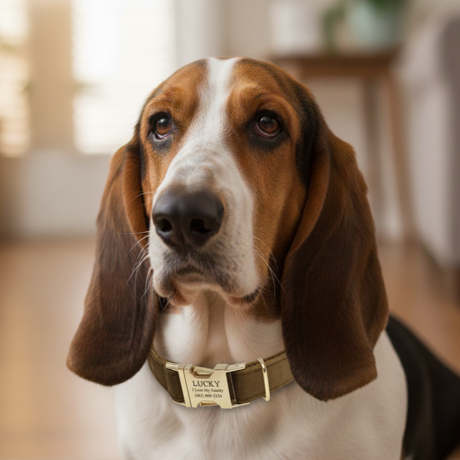 Custom Engraved Dog Collar