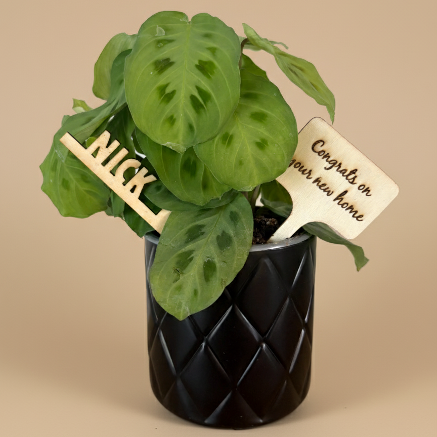 Custom Gratitude Plant