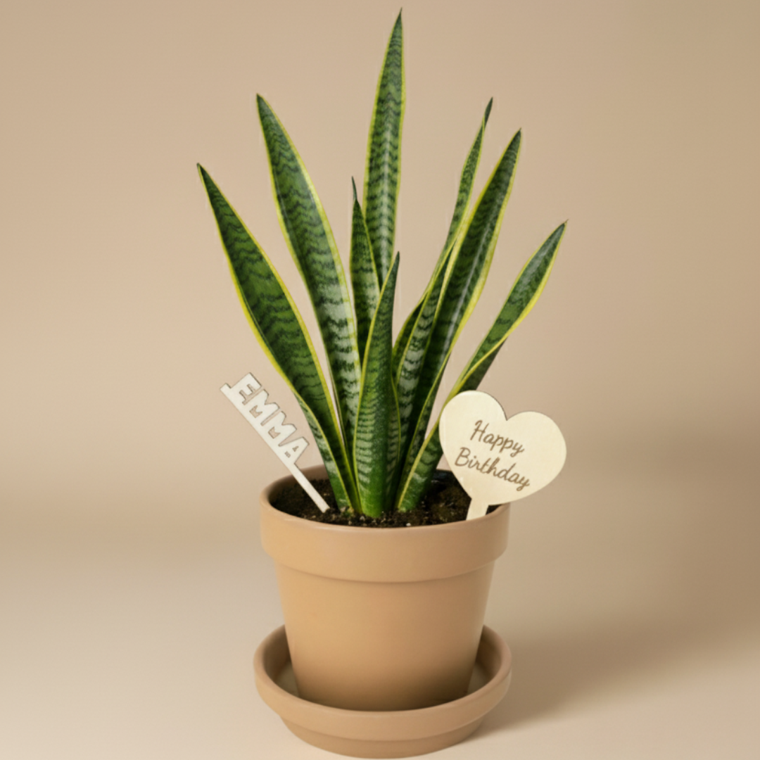 Custom Gratitude Plant