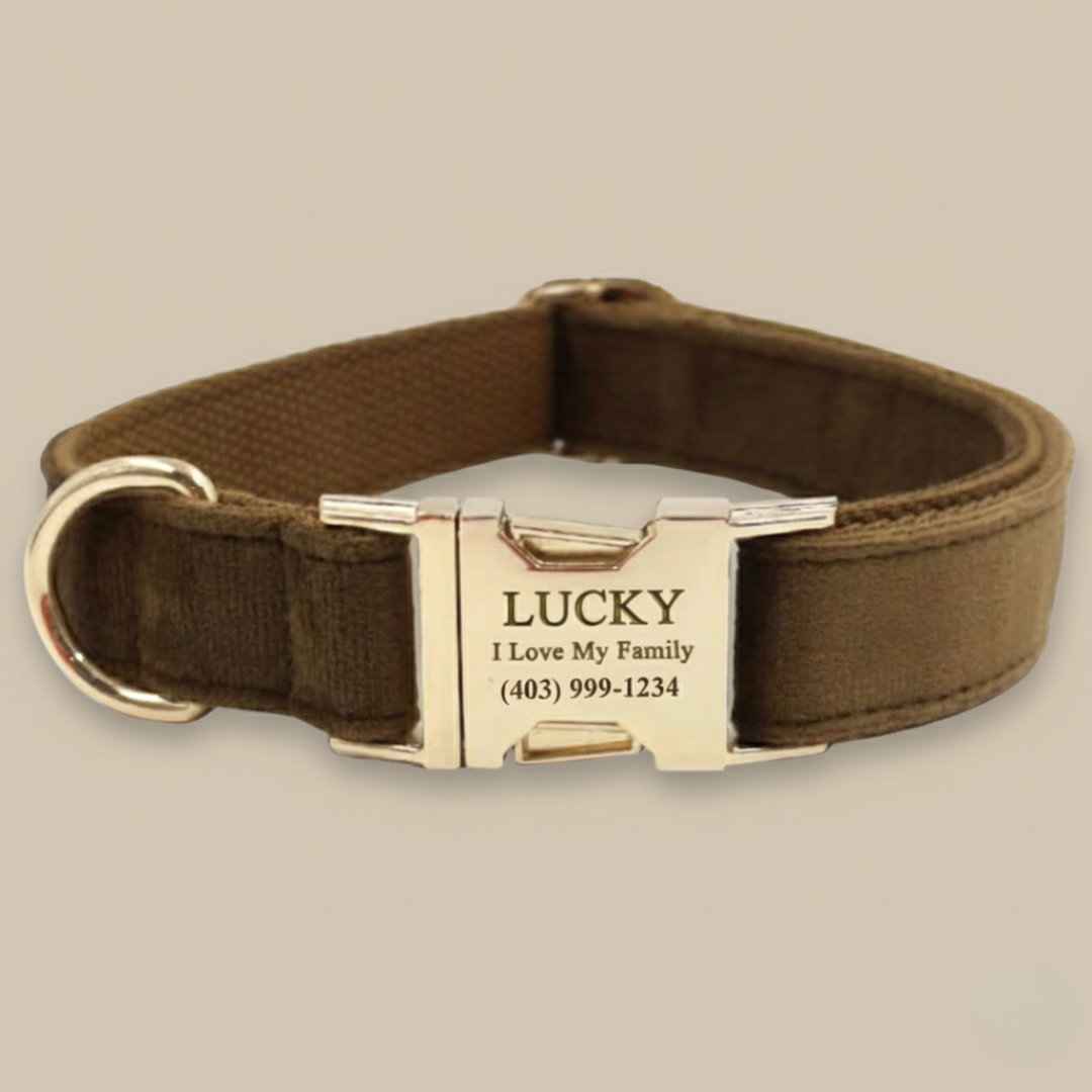 Custom Engraved Dog Collar